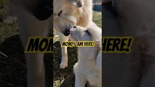 cute great Pyrenees puppies. #dog #puppy #great pyrenees