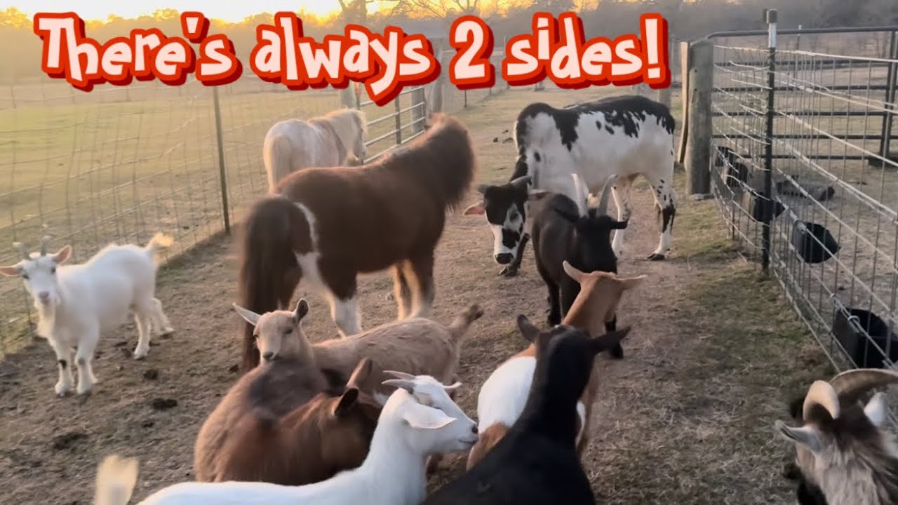 Half the size is DOUBLE the attitude! 