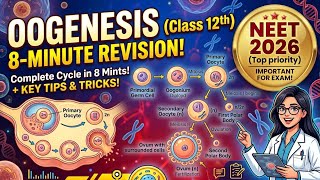🌟👩 Oogenesis: The Fascinating Story of Ovum Formation 🥚#neet2k26#biology#class12#science#education  
