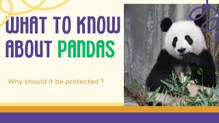Pandas. All you need to know