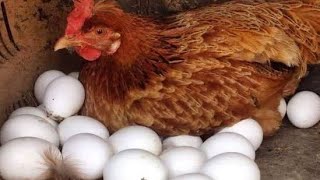 Hen Harvesting Eggs To Chicks Chicken Reproduction Process Hen Egg Hatching