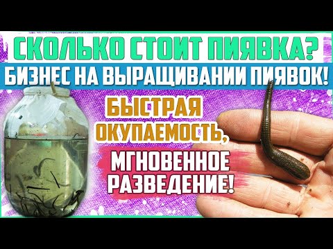 Редкий,но очень прибыльный бизнес!Разведение и продажа пиявок  Бизнес на пиявках!