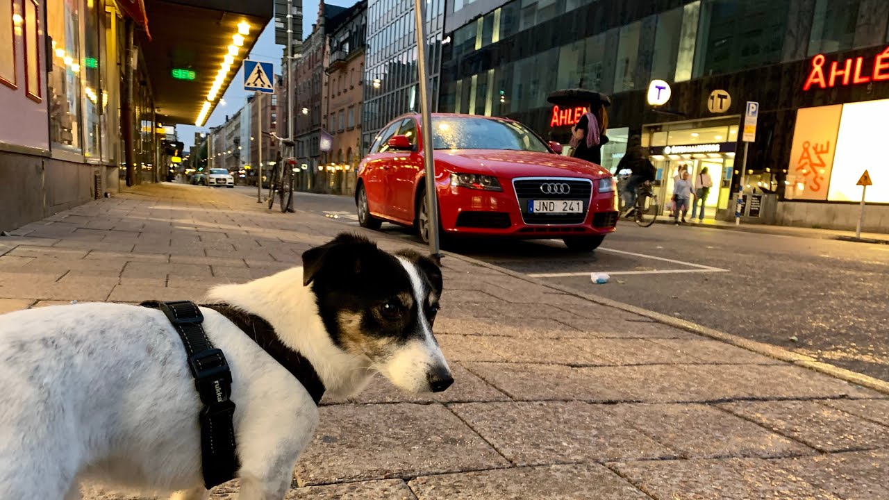 Stockholm Walks: among dogs and people of Östermalm. Summer evening street life in the city.