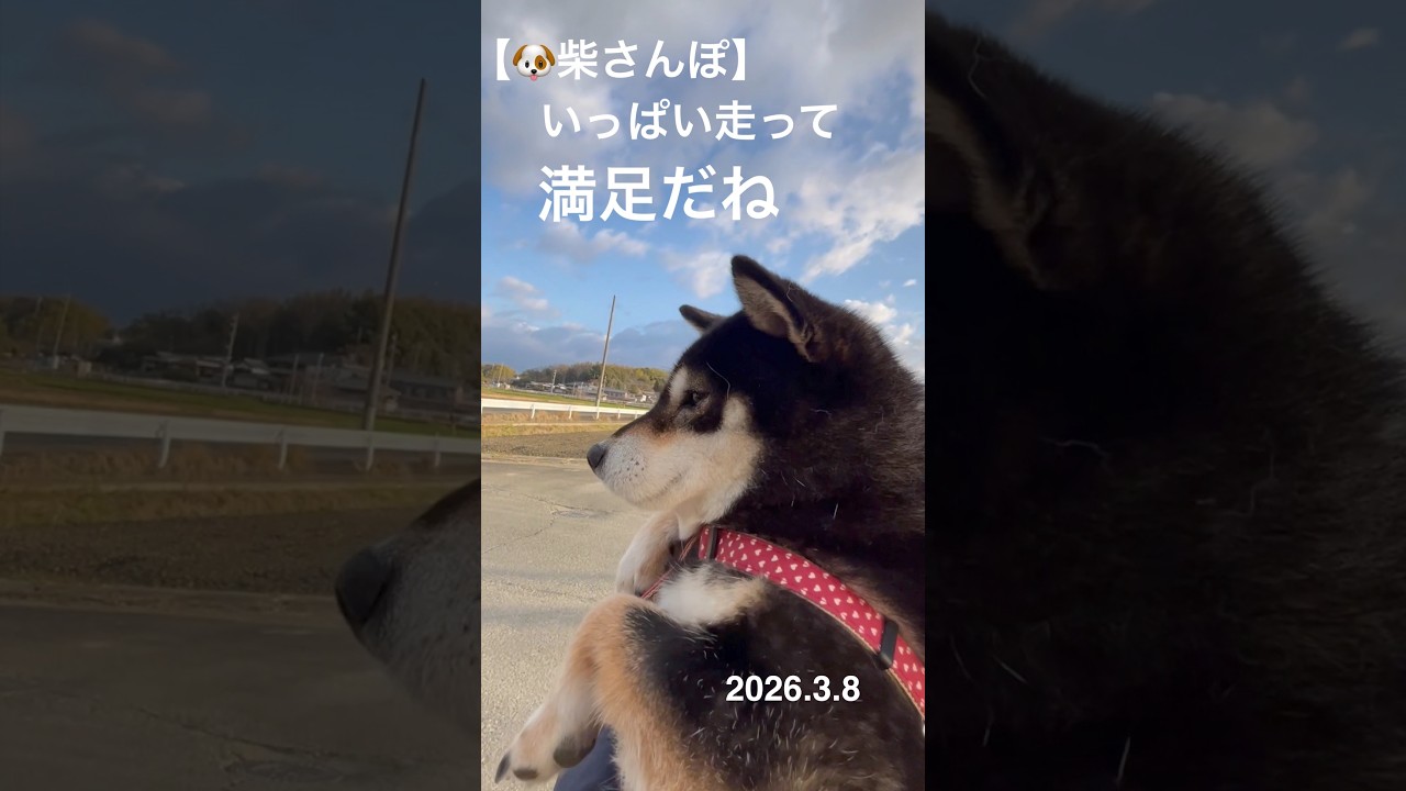 【いっぱい走って満足だね】🐶【柴さんぽ】（26.3.8）【しあわせを知った柴犬のお話し】