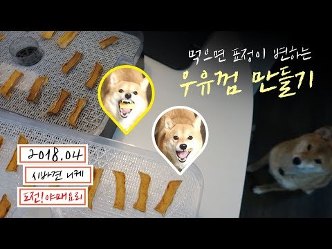 강아지 우유껌 만들기 도전! | 시바견 니케 ( shibainu / 柴犬 )