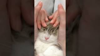 Tatlı Kedicik Seni Yerim Bak Ya