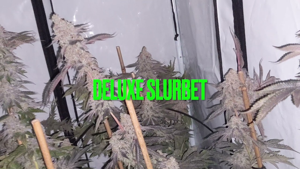 Skysaber led grow lights | LED Hydroponic LTD