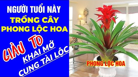 Cây phong lộc hoa có tên khác là gì năm 2024