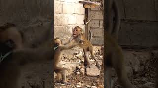 Monkey fighting training