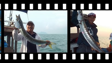 câu cá nhồng ở Đà Nẵng