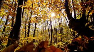 طبيعة خلابة بدون موسيقى - اصوات العصافير و الطيور و الطبيعة لتهدئة الاعصاب screenshot 2