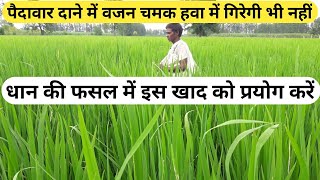 धान की फसल में  इस खाद को जरूर प्रयोग करें बंपर पैदावार होगी Use this manure in the paddy crop