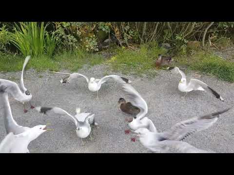 Feeding the birds: hooded crows with begging chick, ducks and gulls