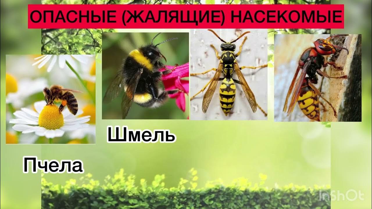 Презентация природа в опасности 2 класс окружающий мир школа россии - Фотоподбор