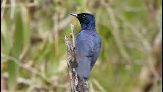 Shining Flycatcher (Myiagra alecto)