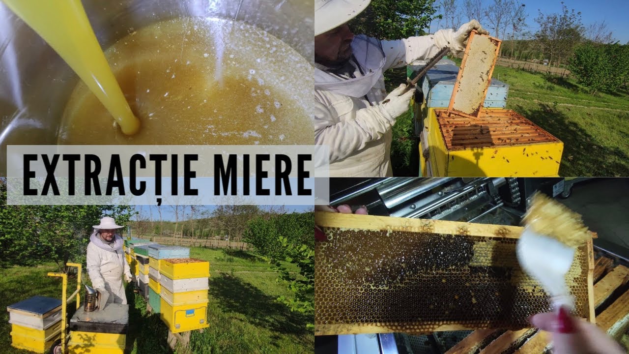 Extracție miere de rapiță!