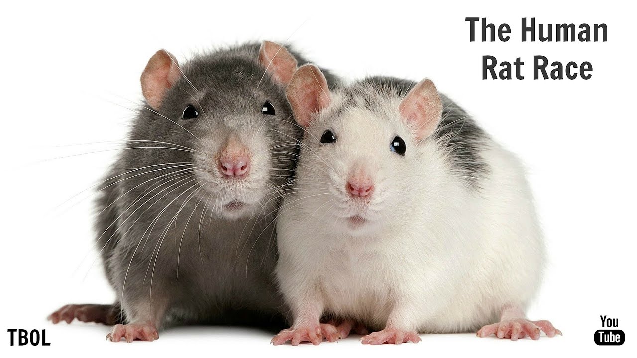 Roundabout Rat Race - YouTube