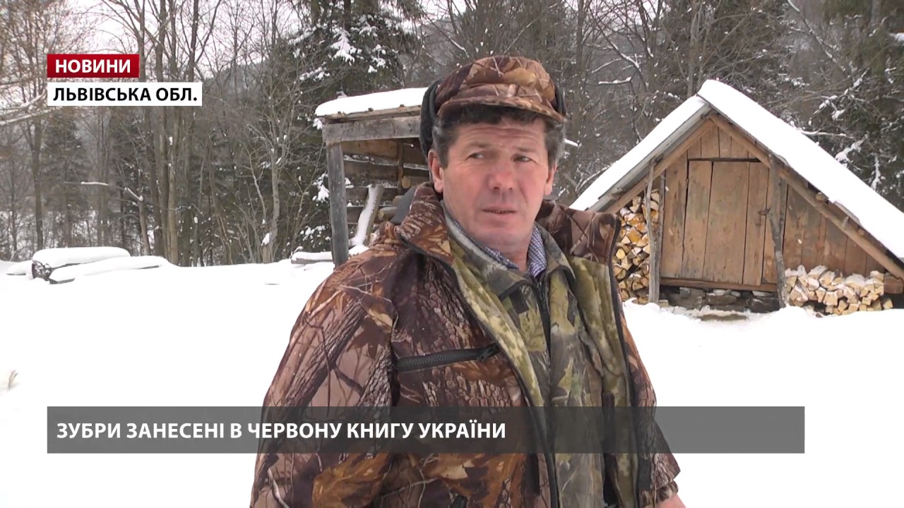 Популяція зубрів на Львівщині збільшилась втричі