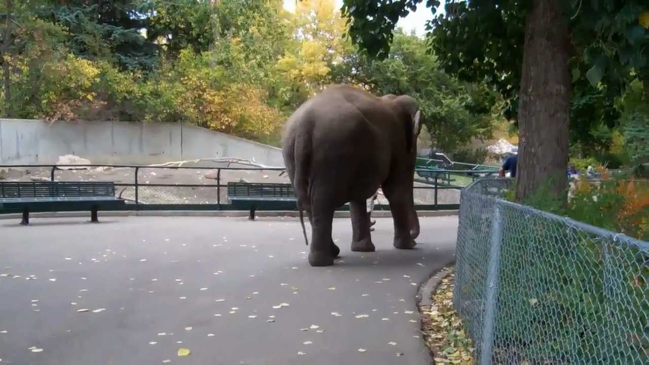 Edmonton Valley Zoo - September 2011 - YouTube