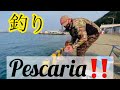 PESCARIA NO MAR DO JAPÃO | SERÁ QUE PEGAMOS MUITO PEIXE ? 魚釣り徳島県 JAPAN LIFE FISHING[4K].