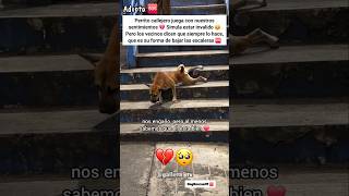 Este perrito debería estar actuando en Hollywood.. 🎬🐶❤️