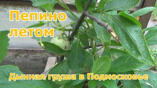 Пепино летом. Формирование кустов, пасынкование. Укоренение черенков дынной груши. Уход за пепино