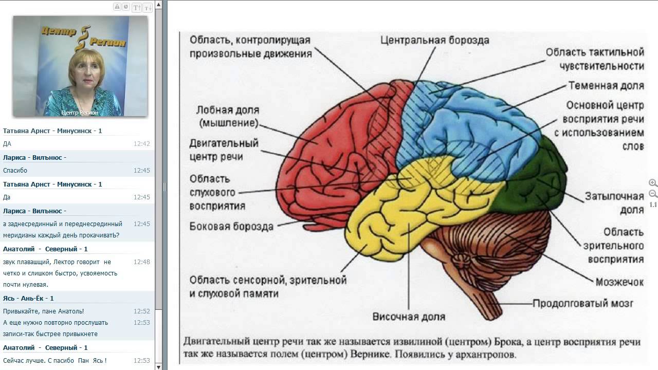 Полушария переднего мозга с зачатками коры