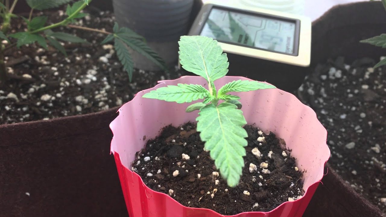 Sinfully Sour OG Week 3 veg CFL closet grow