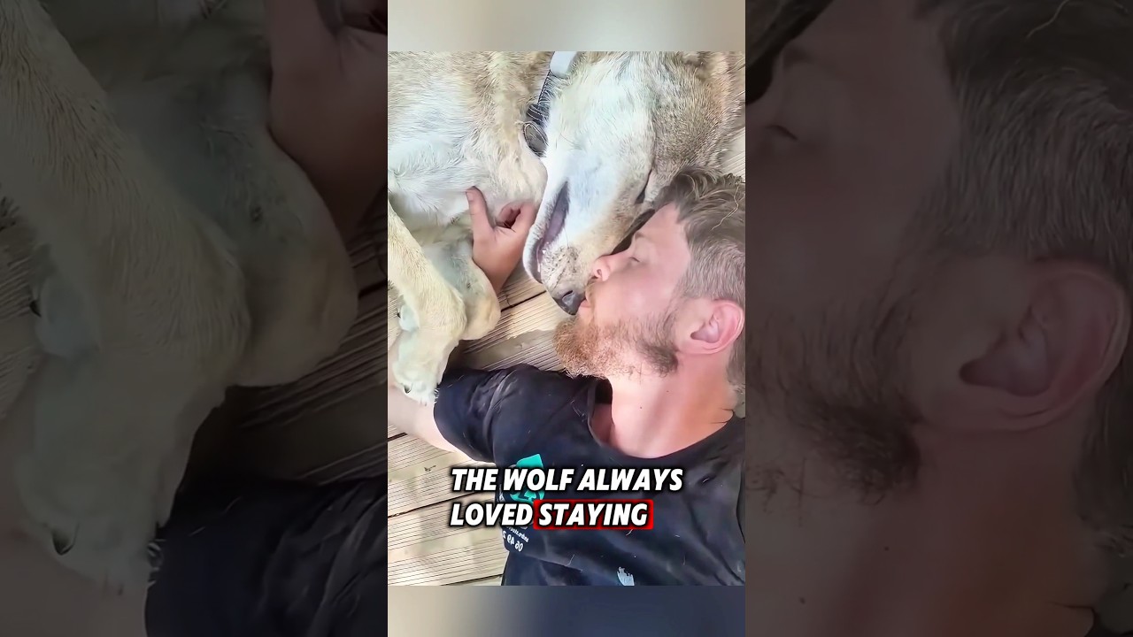 The kind family rescued an orphaned baby wolf after it lost its mother 