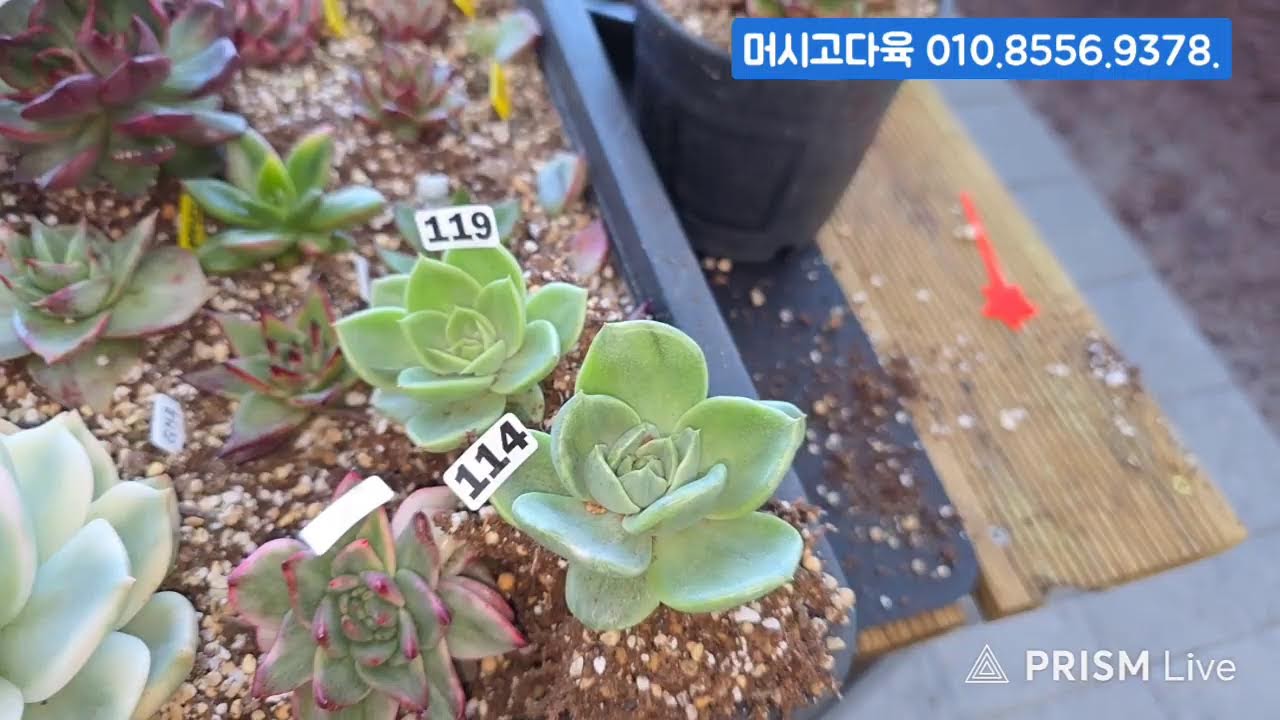 (3.7.토) 머시고다육 #금다육 #식물 #흙 #라이브 방송