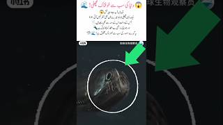 Meet The Pacific Viperfish A Deep Sea Monster