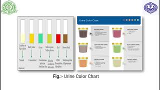 Urinalysis in Dogs and Cats