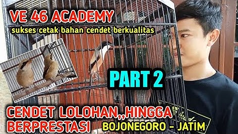 cara merawat dan setingan cendet mulai trotol sampai juara versi Om VENDY dari VE46 Academy (Part 2)