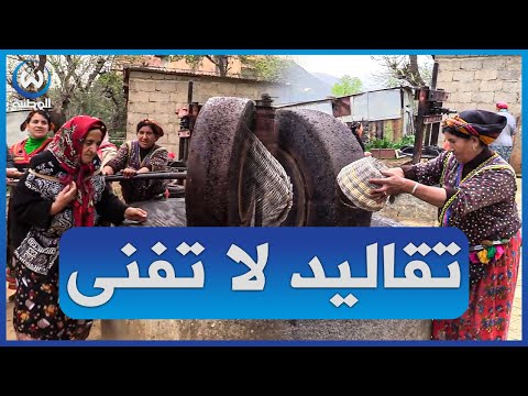 بوسائل بسيطة وأغاني قبائلية هكذا تقوم نسوة تيزي وزو بعصر زيت الزيتون 