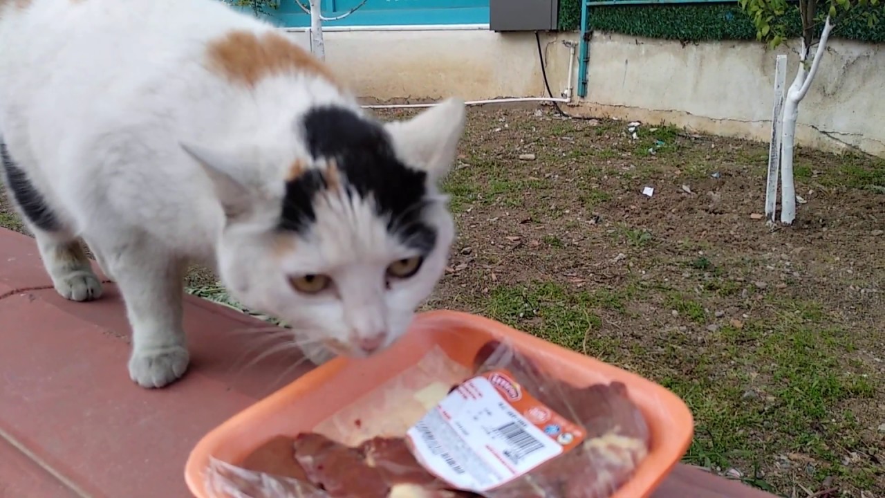 Köpek Yemezse Kedi Yer Martı Yer YouTube