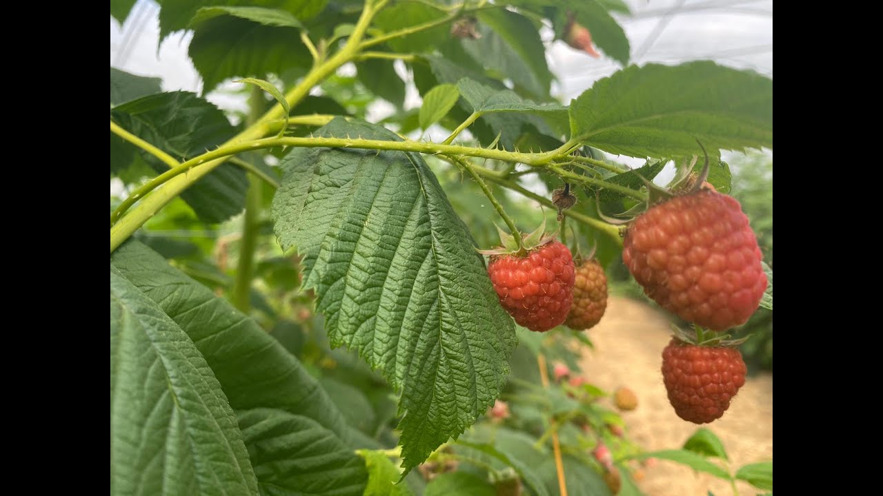 Kentish Raspberry Watts Farms Kentish Raspberries - YouTube
