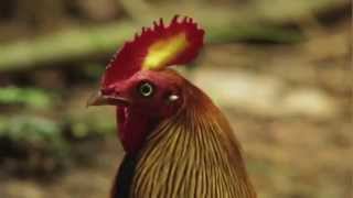 JUNGLE FOWL