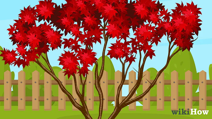How to Prune Japanese Maple Trees - DayDayNews