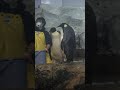 魚がほしいペンギン