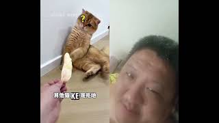 babu kerjai bontot trs😹😹😸 #kucinglucu #cat