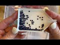 End of video