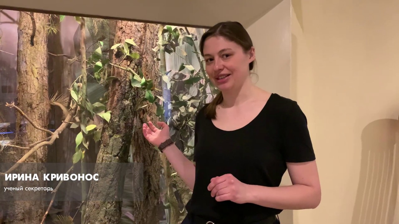 Рубрика "Короткие истории": диорама "Янтарный" лес"