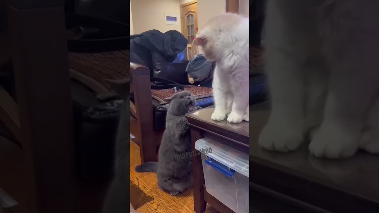 I feel ya kitty 😂 