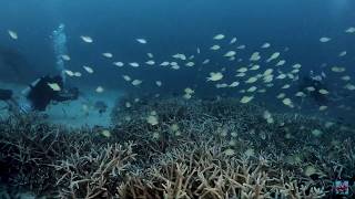 SWARMED By Damsels / SCUBA DIVING with GoPro Hero7Black by Nico Calo 215 views 4 years ago 58 seconds