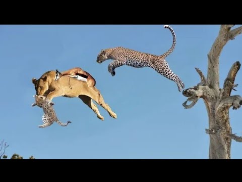 Leopard vs Big Python Snake Real Fight | Leopard Wild Big Battle - Most ...