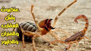 عنكبوت الجمل - السفاح الصغير الذي يقتل الفئران والطيور - شاهد كيف يفترس عقرب