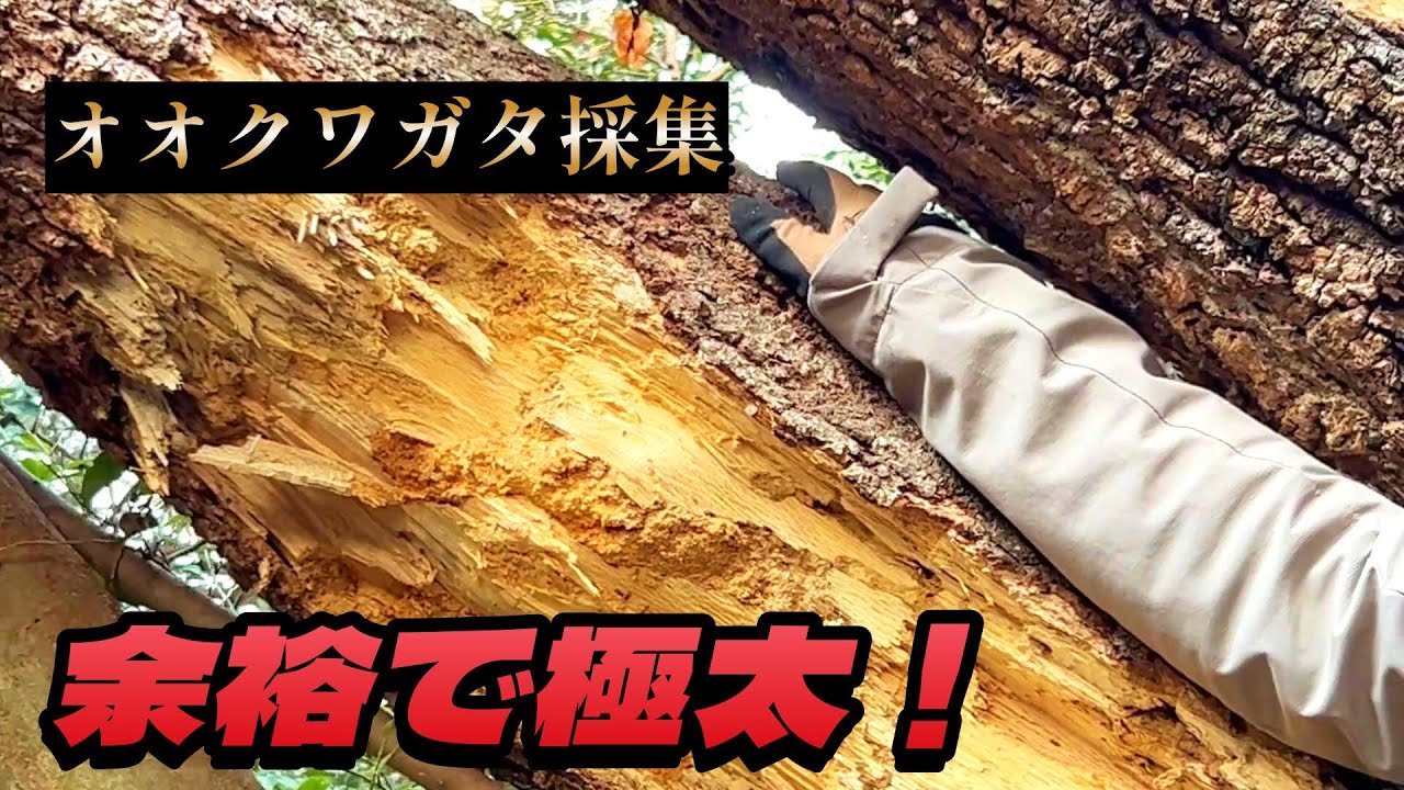 【オオクワガタ採集】降り注ぐ、極太食痕！！