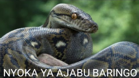 NYOKA YA AJABU BARINGO ( SHOCKING SNAKE BARINGO 🐍