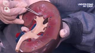 Morfofisiología II - Anatomía del Aparato Urinario