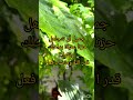 حكمة